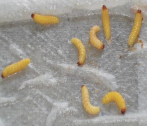 A e B) Detalhes das larvas de 4º instar ao serem