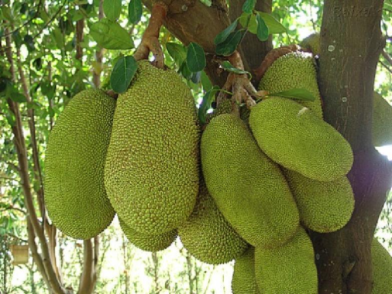 Pode ser consumida ao natural ou na preparação de doces.