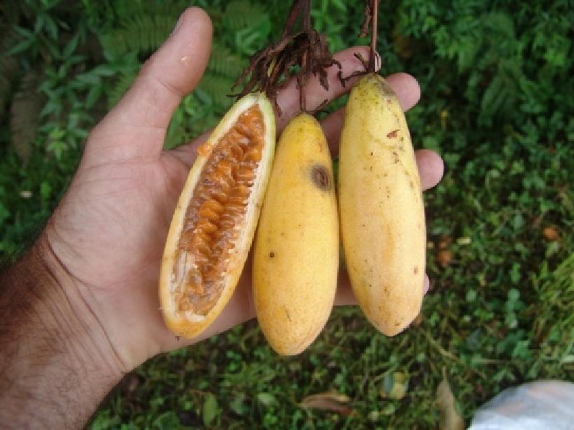 Maracujá-banana Encontra-se sobretudo na América do Sul e na Ilha da Madeira.