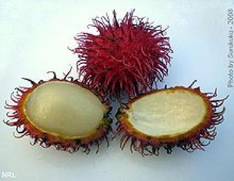 Rambutão - Fruta oriunda do arquipélago da Malásia.