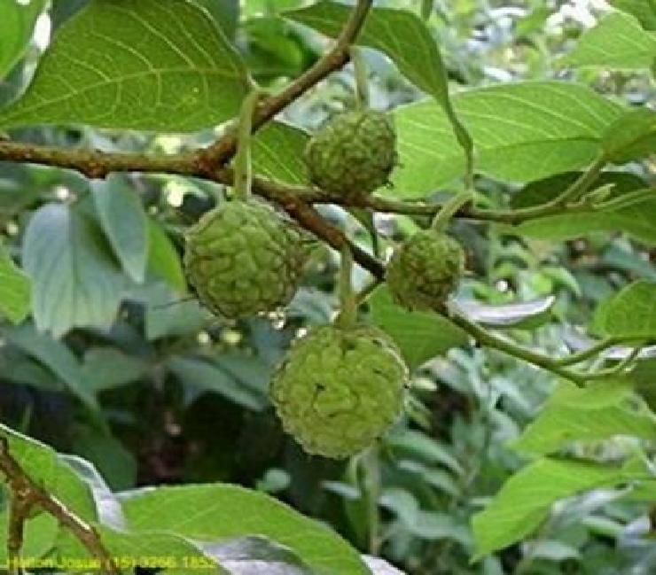 Taiúva Fruta oriunda da América do Sul, também conhecida como amora branca,