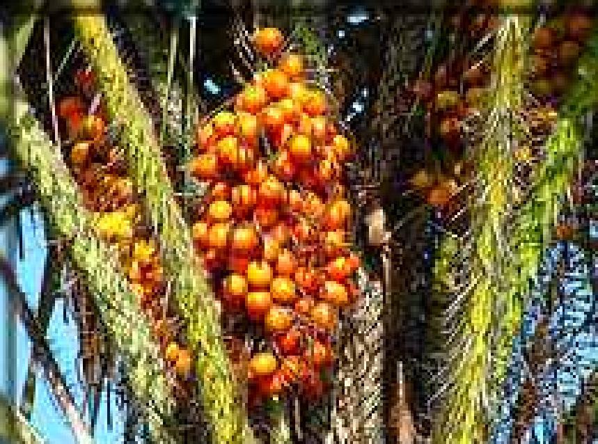 Tucumã Fruto de palmeira, com casca verde-amarelada e polpa amarela oleaginosa