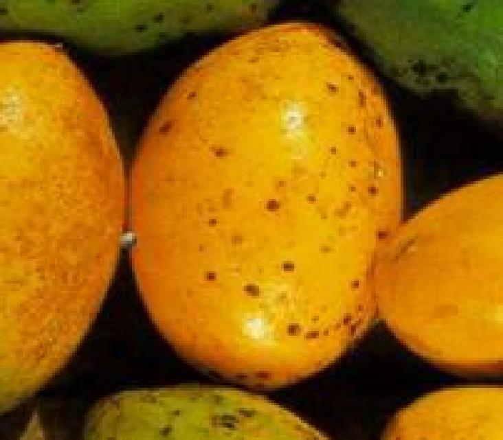 Umari Fruta oriunda da Amazónia, de cheiro forte, polpa doce e oleosa.