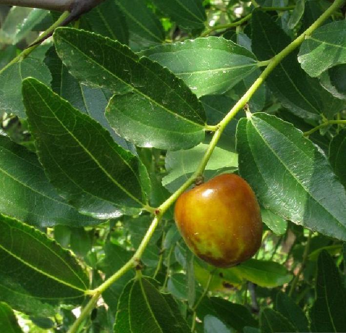 Ziziphus Também conhecido por Açofeifa ou Jujuba. É um fruto vermelho por fora e amarelo por dentro.
