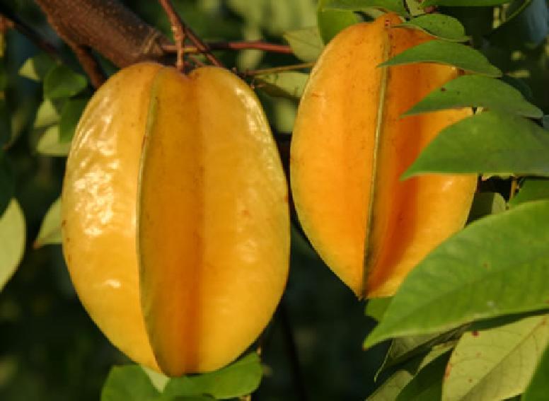 O fruto propriamente dito (castanha de caju), pode ser consumido depois de assado (para remover a casca), ao natural ou salgado. É rico em fibras, proteínas e minerais.