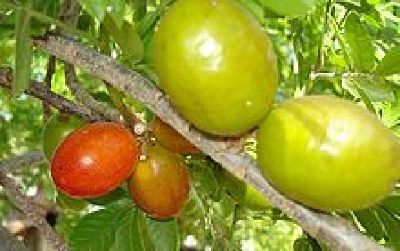 Ciriguela - É um fruto com cor laranja-avermelhada ou amarelada, e é muito doce.