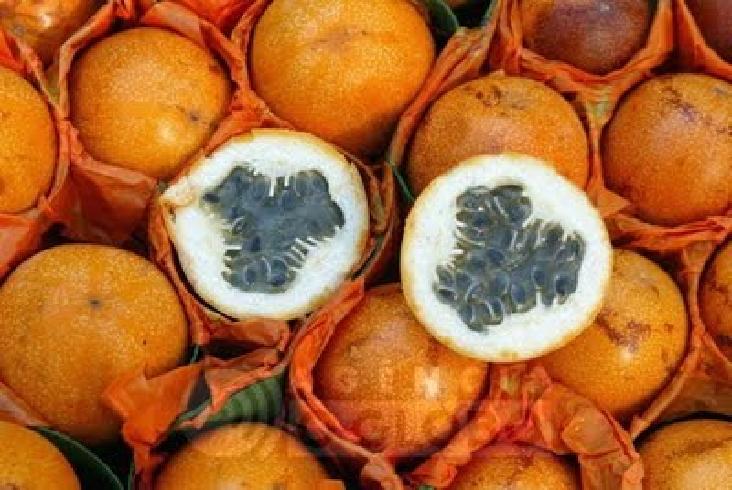 Fruta do Lobo Também conhecida como Beringela do Campo ou Guarambá.