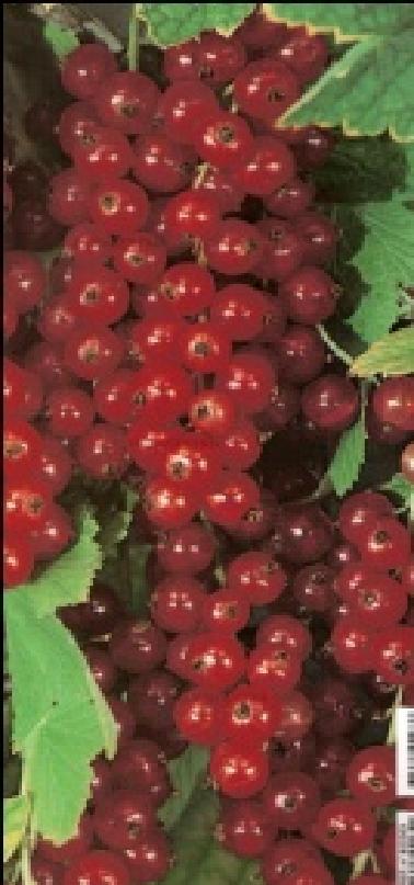 Groselha - Fruta pouco conhecida, constituída por pequenos bagos vermelhos que crescem em cacho.