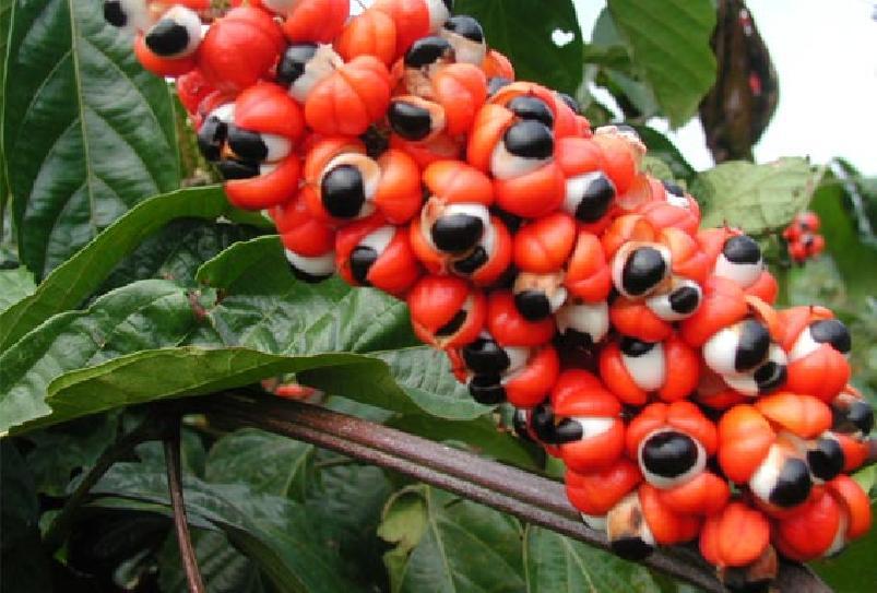 que acompanham carneiro, aves e caça. Guaraná - Fruto com grande quantidade de cafeína (guaraína).