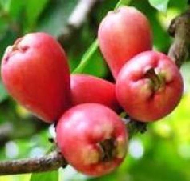 refrigerantes (Guaraná). Jambo Fruto ovóide de cor branca, verde, rosa, amarela e vermelho escuro.