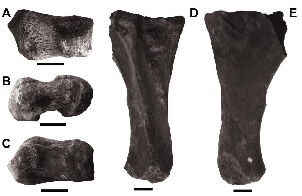 163 Fig. 4. Stegomastodon waringi. Metacarpo III esquerdo 009, A. em vista dorsal, B. em vista medial, C. em vista palmar. Tíbia esquerda 047, D. em vista dorsal, E. em vista ventral. (Escala 50 mm).