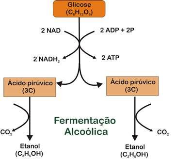 Fermentação e Maturação A levedura é inoculada no mosto após seu resfriamento e oxigenação (10 a 30 milhões de células de levedura / ml) Dois caminhos metabólicos Via respiratória: início do