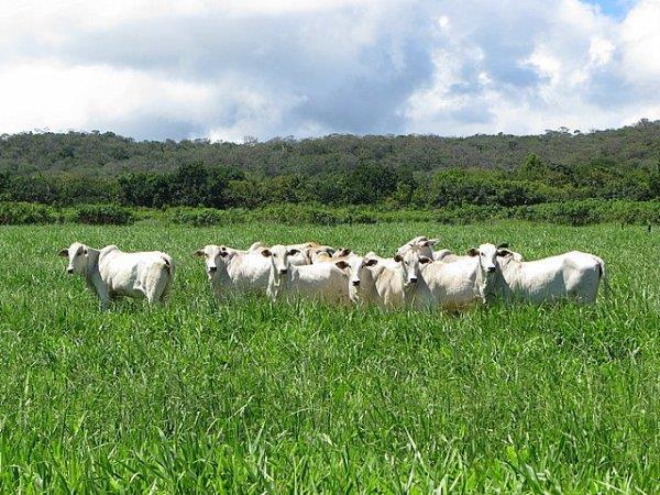 Grandes migrações = naturais, fenômenos