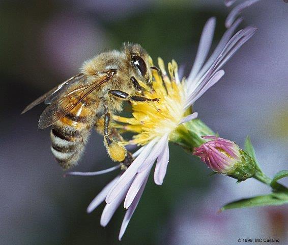 biológico) Apis mellifera (Europa/África) 1956: