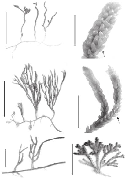 Acta bot. bras. 22(4): 914-928. 2008. 919 4. Caulerpa lanuginosa J. Agardh, Till Alg. Syst. p. 28. 1872 Fig. 7-8 Plantas com altura variando entre 8,5-(15,8)-21 cm.