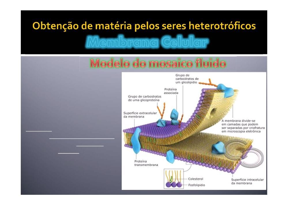 Nas membranas podem ainda surgir pequenas moléculas de colesterol (conferem resistência e estabilidade)!