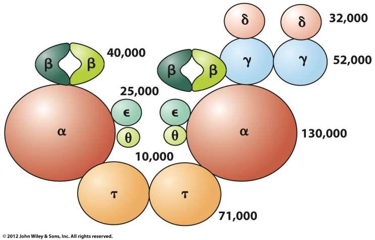 E. coli DNA Polymerase III