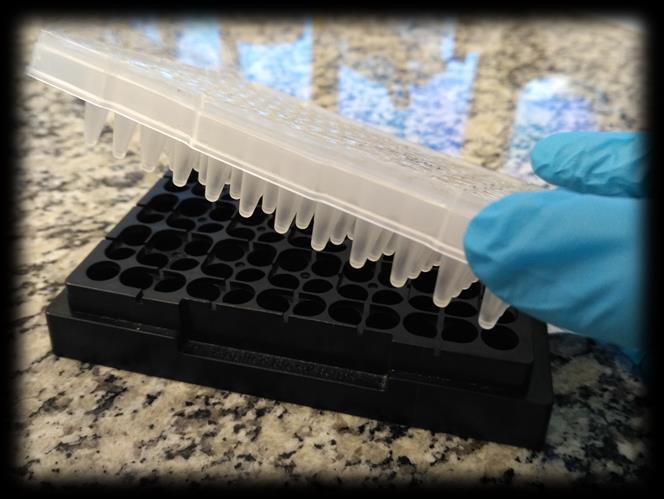 0,2 ml. Numerar os microtubos contendo as amostras sequencialmente (EX: 1, 2, 3.