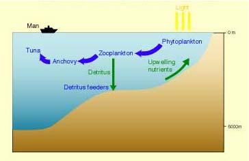 IMPACTO DO UPWELLING NA