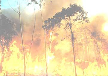 Histórico da Certificação Florestal A raiz do surgimento da certificação florestal está na década de 1980, a chamada década de fogo : Brasil : a Amazônia ganhava destaque na imprensa com o