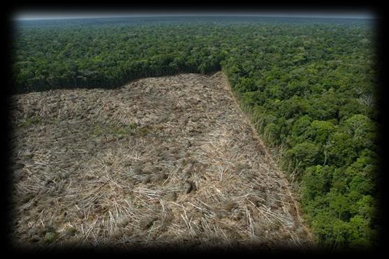 dos desmatamentos nas florestas tropicais