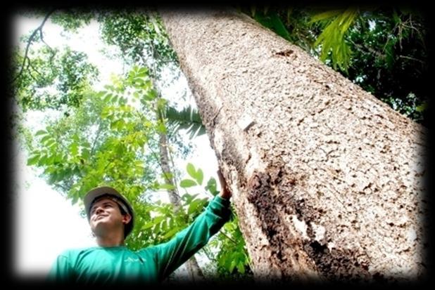 Certificação de manejo: florestas nativas A primeira certificação de florestas nativas do Brasil ocorreu em 1997 na Região Amazônica, pelo sistema FSC, e pertence a uma empresa