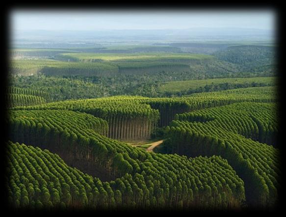 Certificação do manejo: plantações florestais Em 2012, verificou-se