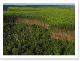 SLIMF - Plantações Florestais Como foi a elaboração desses indicadores