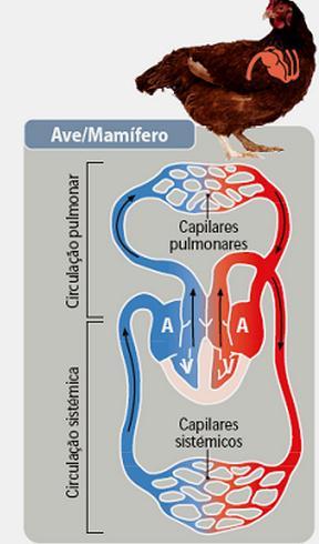 Classe Aves O coração tem 4 câmaras: dois átrios e dois ventrículos.