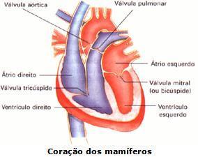 Classe mammalia A circulação