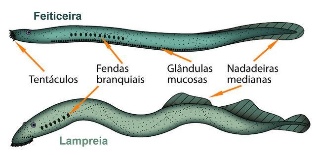 Classe ciclostomada (ciclostomados) São portadores de boca circular, situada na região ventral e anterior do corpo; O corpo é alongado e