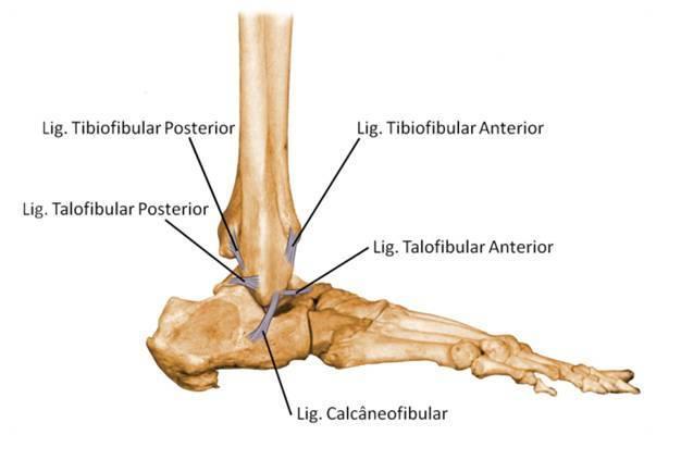 2 tornozelo, proporcionando as recidivas, com o mesmo mecanismo de lesão.