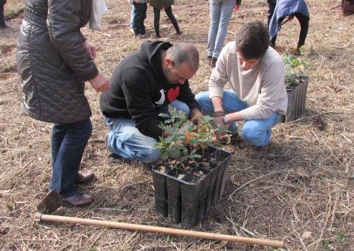 Projetos 11 Reflorestação em Seia Destinatários: Comunidade educativa Objetivos: Conhecer a importância da floresta autóctone no fornecimento de serviços de ecossistema e contribuir de forma ativa