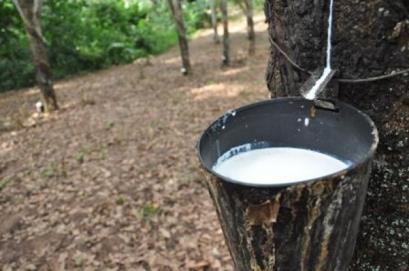 A borracha natural é um polímero de adição, obtido das árvores Hevea brasilienses (seringueira) através de incisão feita em