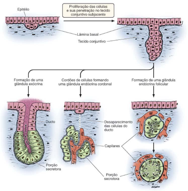 Tecido epitelial Aula 2 Figura 2L: Formação de glândulas a partir de epitélios de revestimento. Células epiteliais proliferam e penetram no tecido conjuntivo.
