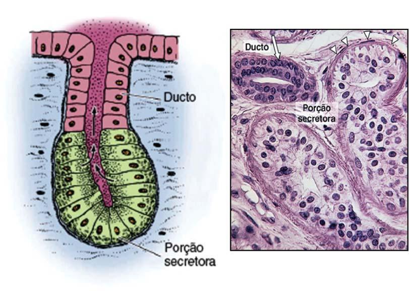 Tecido epitelial Aula 2 As glândulas multicelulares são compostas por mais de uma célula e exibem graus variados de complexidade.