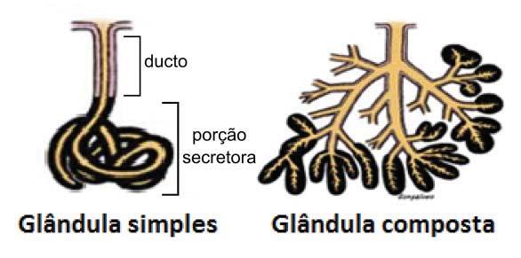 Figura 2O: As glândulas exócrinas multicelulares apresentam uma porção secretora, constituída por células responsáveis pelo processo secretório e ductos que transportam a secreção eliminada das