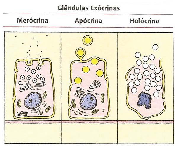 Histologia Básica liberados para dentro da luz da glândula. O mecanismo é encontrado nas glândulas sebáceas da pele, que produz uma secreção chamada sebo.