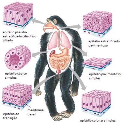 Histologia Básica INTRODUÇÃO O Tecido epitelial ou epitélio é um dos quatros tecidos básicos mais abundantemente distribuídos pelo corpo.