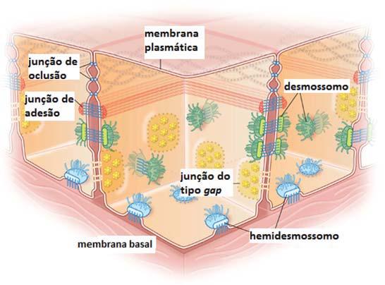 Tecido epitelial Aula 2 O epitélio também forma a porção secretora das glândulas e seus ductos.