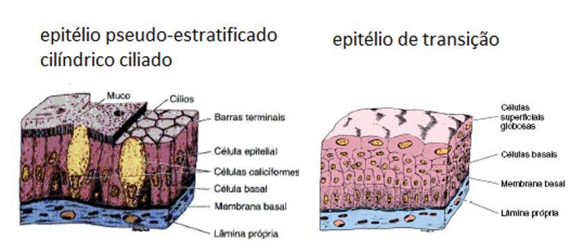Tecido epitelial Aula 2 Existem ainda duas categorias especiais de epitélio, o pseudoestratificado e o de transição (urotélio).