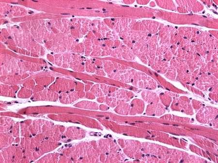 Histologia Histologia é a ciência que estuda os tecidos do corpo humano.