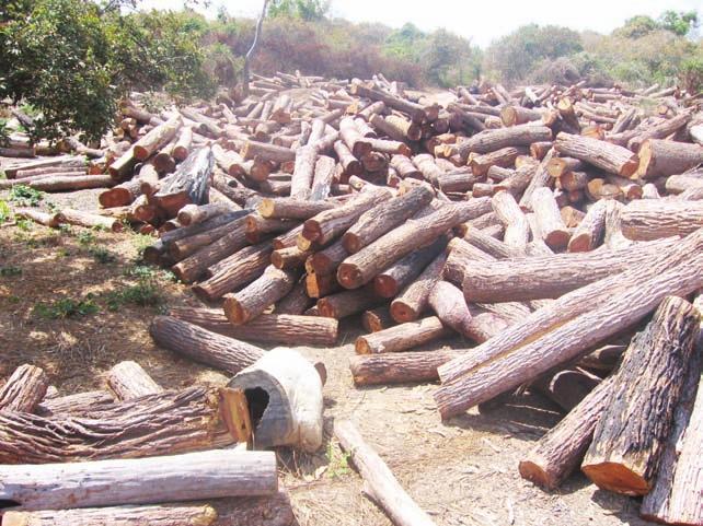 Levantamento preliminar da Problemática das florestas de Cabo Delgado Caixa 4 As queimadas são muito importantes porque ajudam a ver onde há madeira e facilita na caça também.