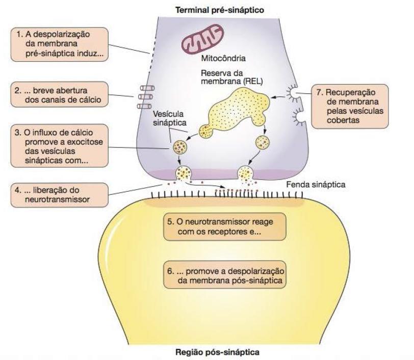 Sinapse química Ao chegar na extremidade do axônio o impulso nervoso estimula a liberação de substâncias chamadas neurotransmissores A liberação de