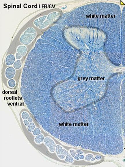 Tecido do sistema nervoso central Substância cinzenta: Consistindo de corpos de células nervosas, células da glia (astroglia e oligodendrócitos), capilares, axônios e dendritos.