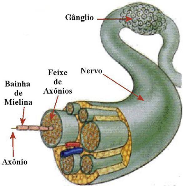 Sistema nervoso periférico Nervos Gânglios Terminações nervosas Cada nervo é formado pela junção de centenas de