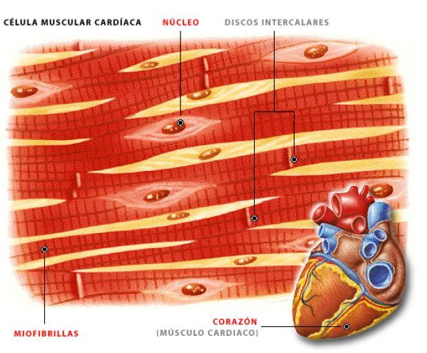 Músculo estriado cardíaco Células alongadas e ramificadas Apresentam um ou dois núcleos centrais Se prendem por meio de junções intercelulares complexas Discos intercalares Apresentam estriações