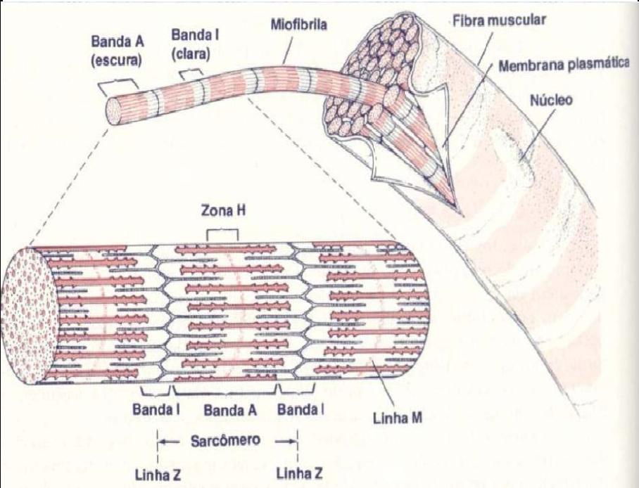 Músculo Estrutura da fibra muscular Miosina Actina, Troponina, Tropomiosina
