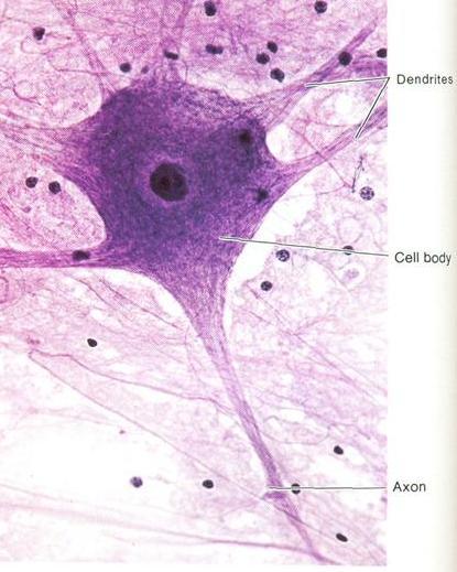 Neurônios Corpo celular- Contêm uma massa de citoplasma granular e organelas.