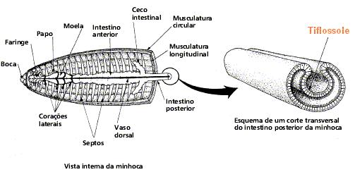 NUTRIÇÃO E DIGESTÃO Intestino posterior apresenta uma prega intestinal chamada tiflossole aumento da superfície de absorção As